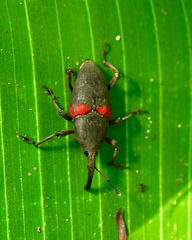 Cactophagus sanguinolentus image