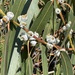 Eucalyptus bicostata - Photo (c) Andrea Dunkley, todos los derechos reservados, subido por Andrea Dunkley