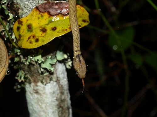 Lined Forest Snake