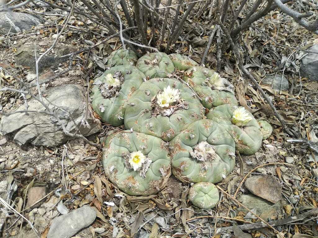 Lophophora diffusa in April 2023 by Jose Manuel Limon · iNaturalist