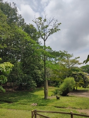 Ceiba pentandra image