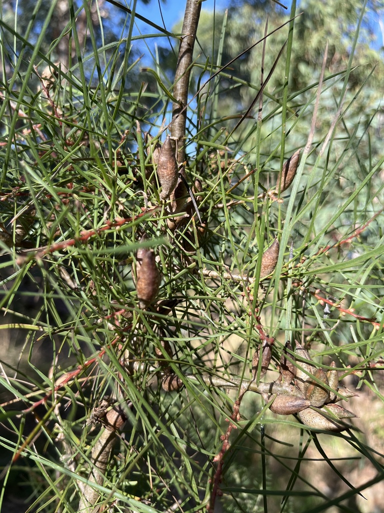 Dagger Hakea from Barrow Dr, Heathmont, VIC, AU on April 30, 2023 at 11 ...