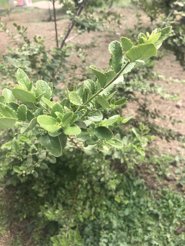 Azara