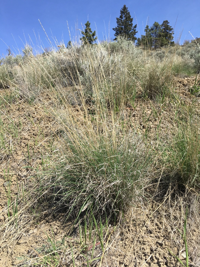 Bluebunch Wheatgrass from Mount Dufferin, Kamloops, BC, CA on April 29, 2023 at 1115 AM by