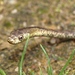 Chevron Necked Snake - Photo (c) devinedmonds, all rights reserved, uploaded by devinedmonds