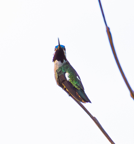 Long-billed Starthroat
