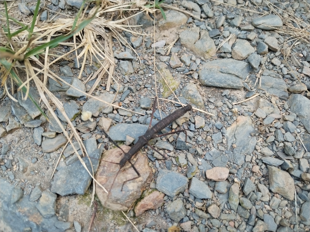 Padro Insect Stick Insects from Pedro Domingo Murillo, BO-LP, BO on April 29, 2023 ...
