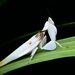 Orchid Mantis - Photo (c) jiangyou, all rights reserved, uploaded by jiangyou