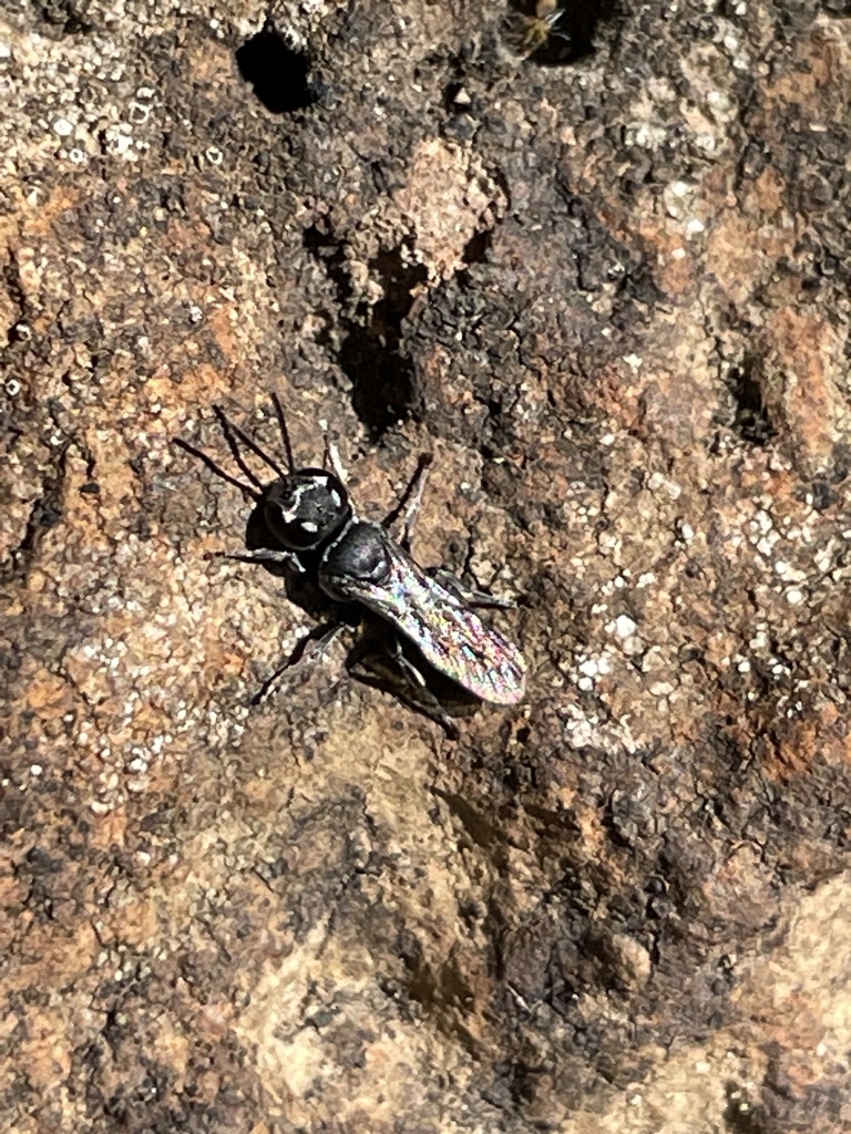 Bees and Apoid Wasps from Upper Sweetwater Creek Reserve, Frankston ...