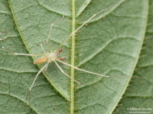 Wulfila maculatus