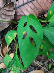 Monstera adansonii image