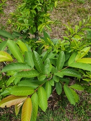 Psidium guajava image