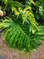 Monstera deliciosa image