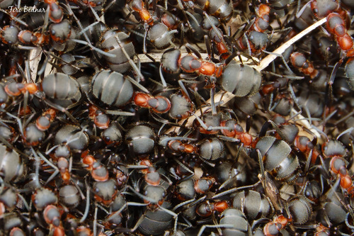 Formica pratensis nuotrauka