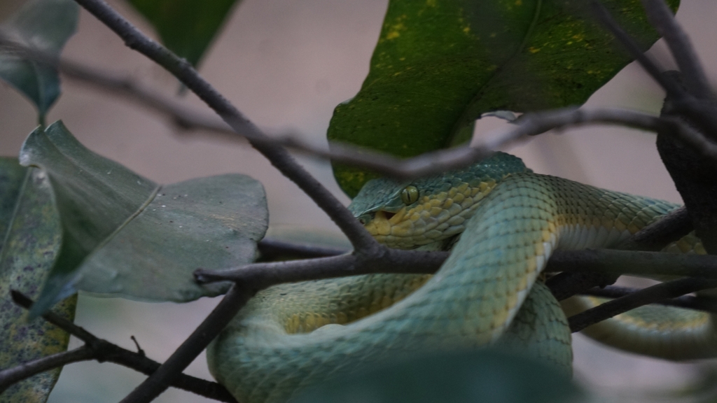 Common Bamboo Viper from Conservation Education Centre Of BNHS on ...