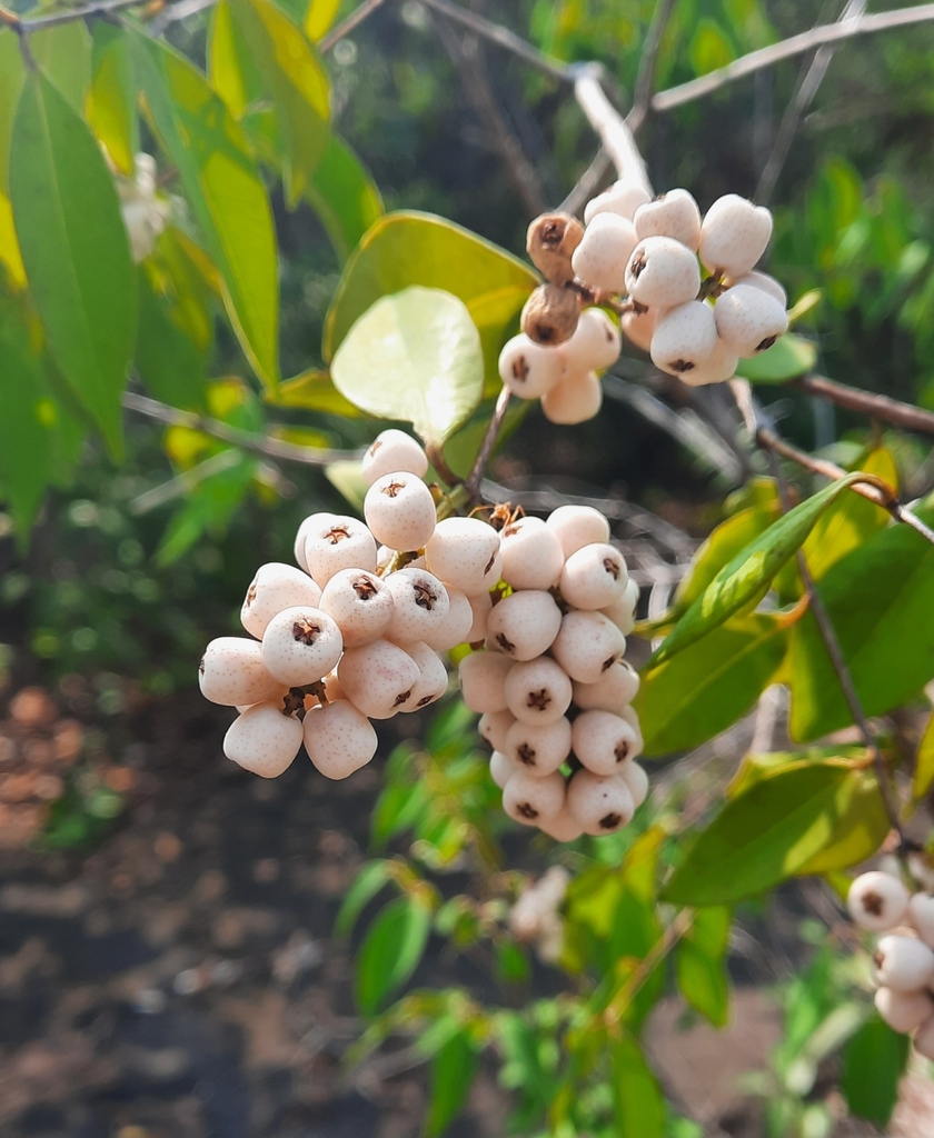 Syzygium antisepticum (Syzygium antisepticum)