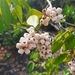 Syzygium antisepticum - Photo (c) thanyarut_s, all rights reserved, uploaded by thanyarut_s
