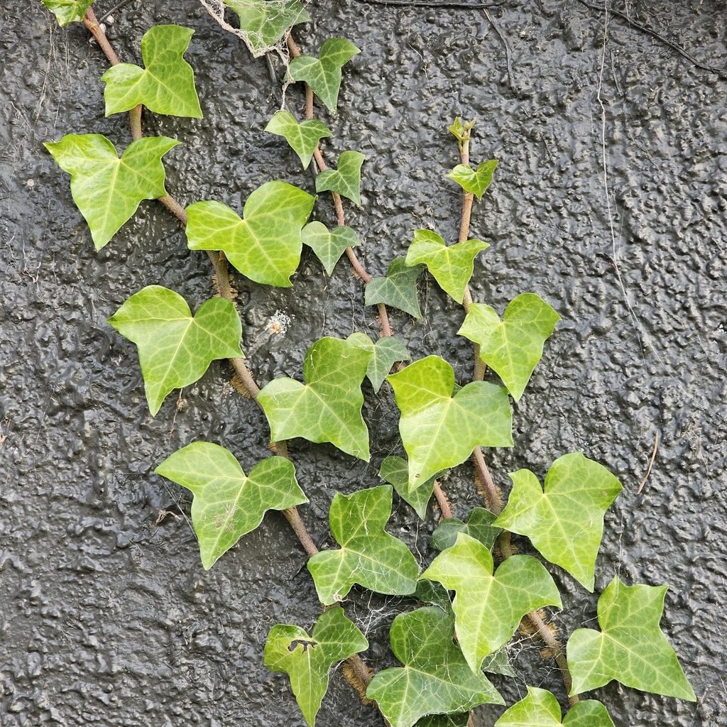 Atlantic Ivy from Newtown, Wellington, New Zealand on April 29, 2023 at ...