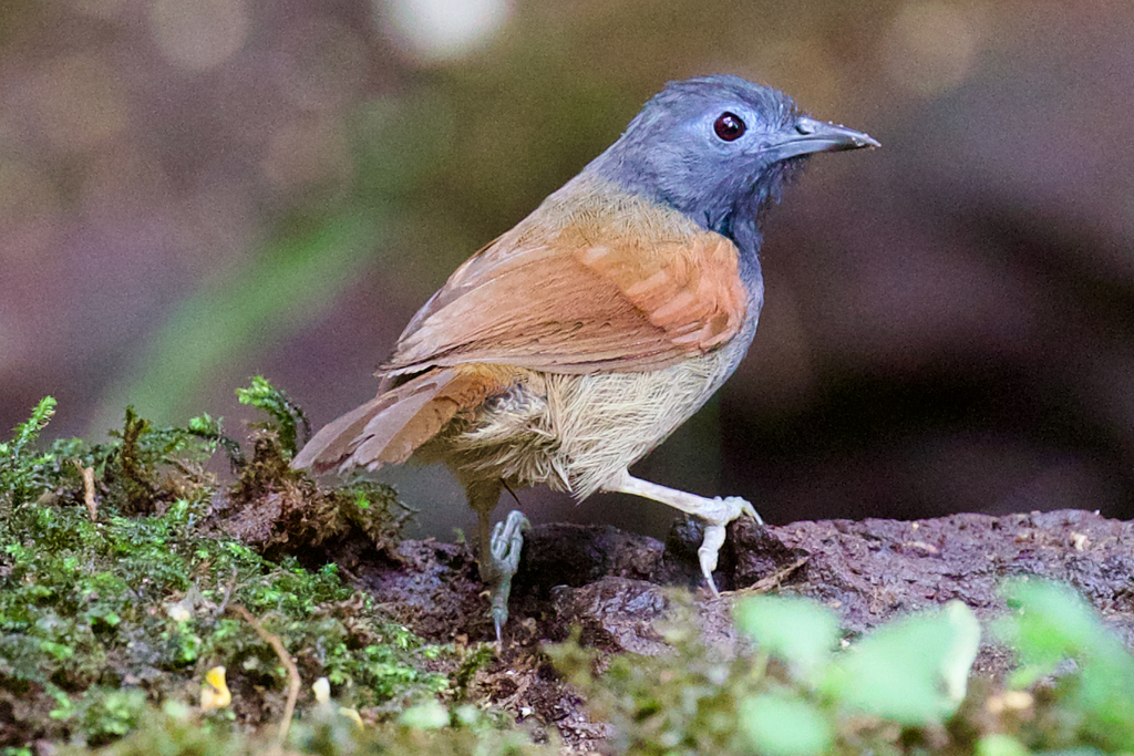 Gray-hooded Babbler photo