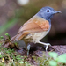 Gray-hooded Babbler - Photo (c) Rand Rudland, all rights reserved, uploaded by Rand Rudland
