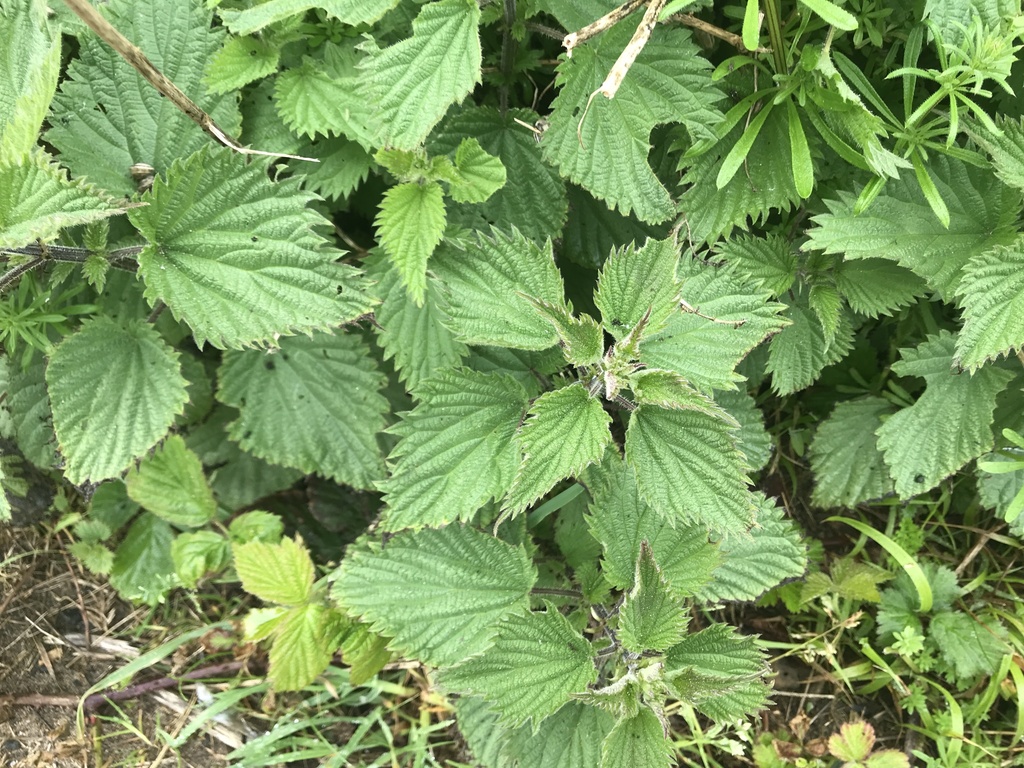 Great Stinging Nettle From Summerleaze Beach, Bude, England, Gb On 30 