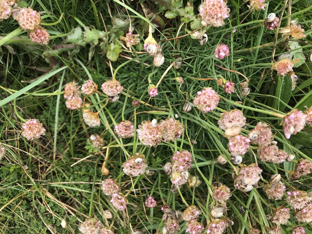 Common Land Snails and Slugs from Cornwall, England, GB on 30 April