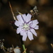 Stephanomeria diegensis - Photo 由 Jay Keller 所上傳的 (c) Jay Keller，保留所有權利