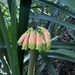 Clivia robusta - Photo 由 Carel Fourie 所上傳的 (c) Carel Fourie，保留所有權利
