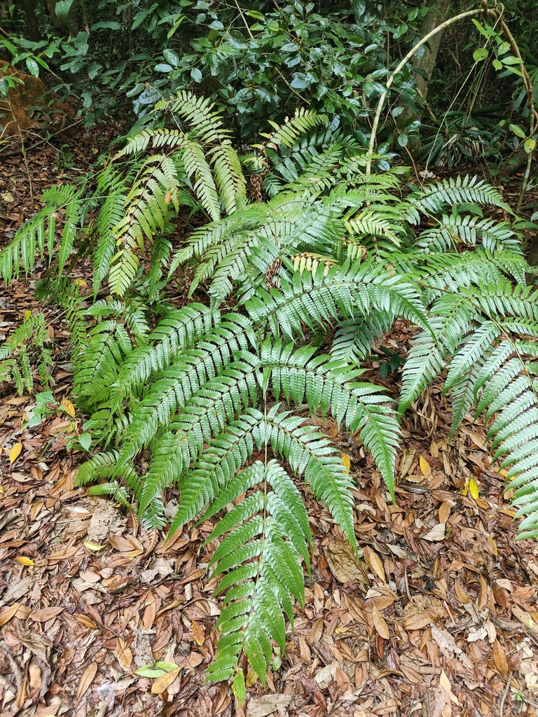 Pleocnemia conjugata (Pleocnemia conjugata)