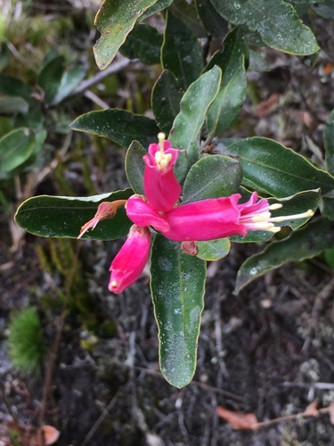 Bejaria mathewsii