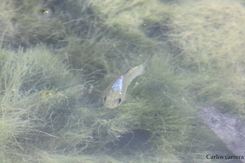 Bolson Pupfish