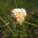 Tawny Cotton-Grass - Photo (c) Alex Graeff, all rights reserved, uploaded by Alex Graeff