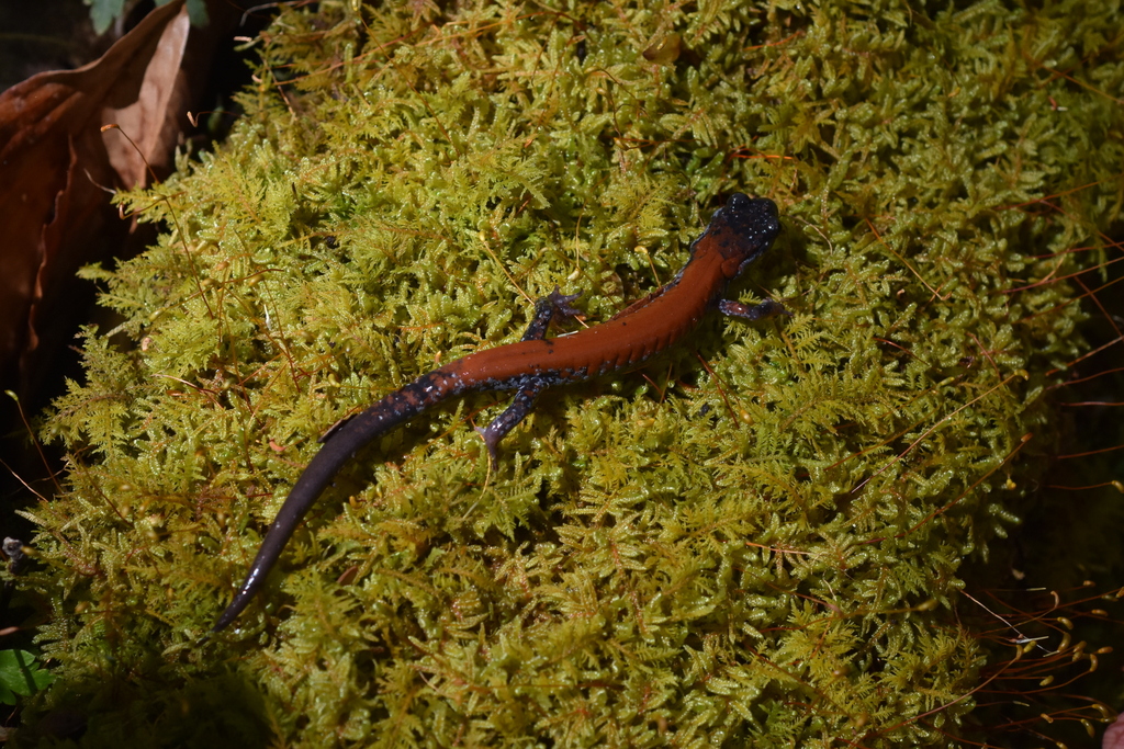 Yonahlossee Salamander in April 2023 by Cade · iNaturalist