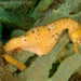 Observation photo