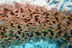 Pineapple Sea Cucumber