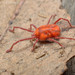 Erythraeidae - Photo (c) Andrew Trevor-Jones, όλα τα δικαιώματα διατηρούνται, uploaded by Andrew Trevor-Jones