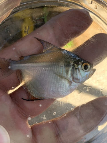 Brachychalcinus