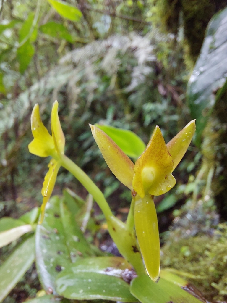 Epidendrum geminiflorum