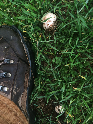 iNaturalist observation photo of field and button mushrooms