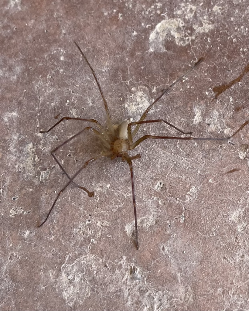 Desert Recluse in April 2023 by Jeff Hill · iNaturalist