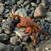 West Pacific Helmet Crab - Photo (c) snv2, all rights reserved, uploaded by snv2