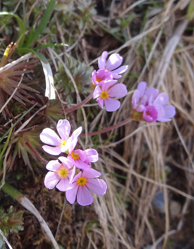 Androsace laggeri A.Huet