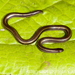Two-lined Blind Snake - Photo (c) Chris Anderson, all rights reserved, uploaded by Chris Anderson