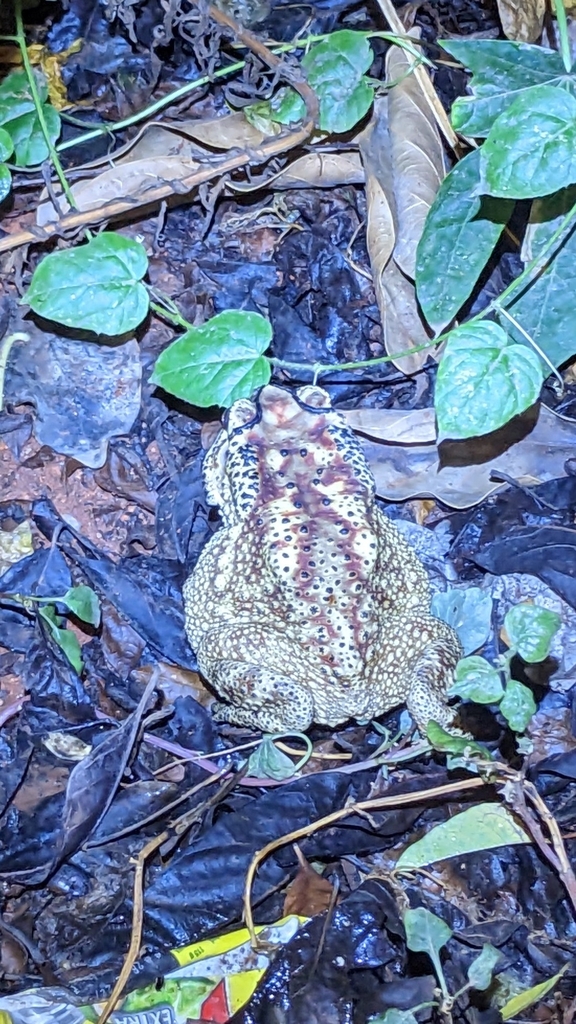 Asian Common Toad from 32/49, P and T Colony, Kavandam