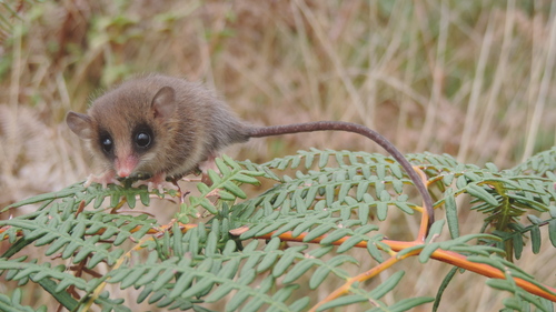 Northern Gracile Opossum (Gracilinanus marica) — Least Concern Mammalia
