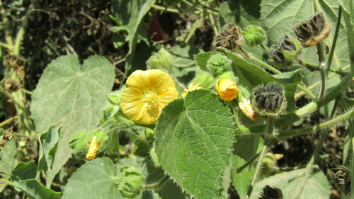 Sweet Abutilon (Abutilon mollissimum)