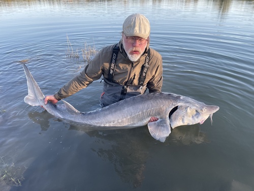 Beluga Sturgeon