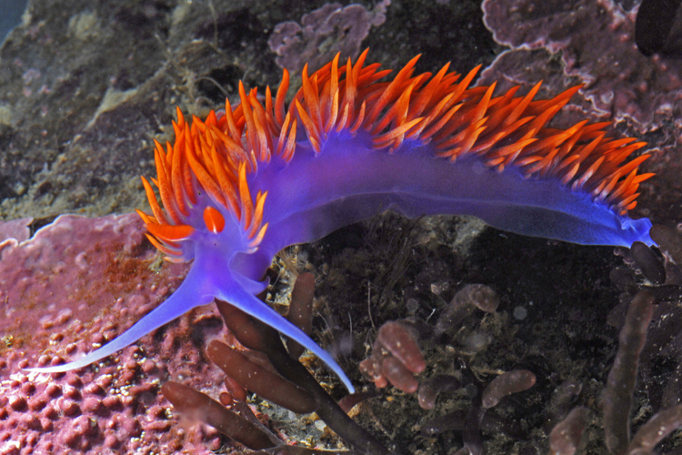 Spanish Shawl ( Intertidal Nudibranchs of the Monterey Bay Area ...