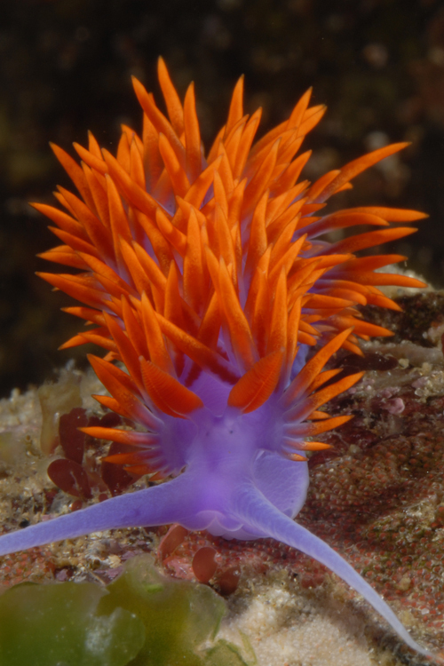 Spanish Shawl ( Intertidal Nudibranchs of the Monterey Bay Area ...