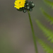 Pilosella floribunda - Photo (c) Tig, todos los derechos reservados